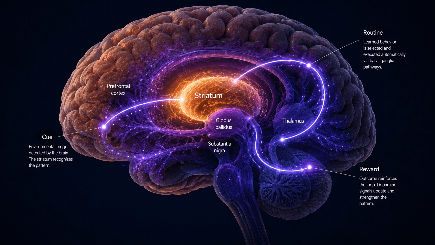 Abstract neural pathway visualization — representing basal ganglia chunking and habit loop encoding in behavioral neuroscience