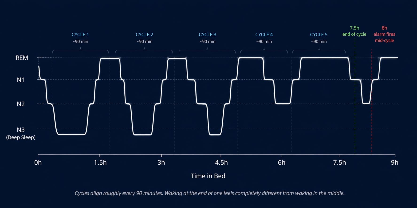 Sleep hypnogram showing 5 complete 90-minute cycles across a night, deep N3 sleep dominating the first half and REM expanding in the second half
