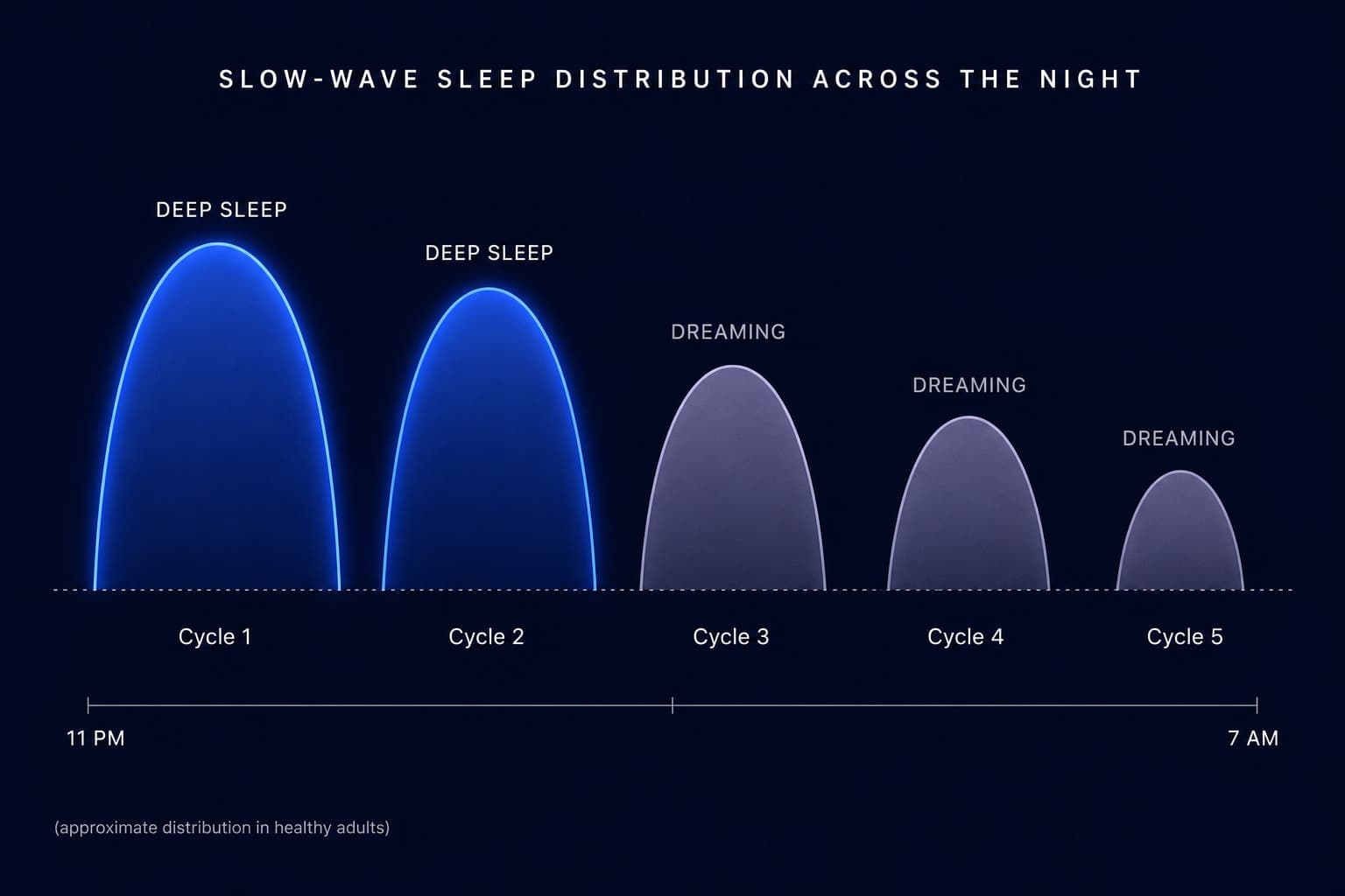 Scientific diagram showing sleep cycles across a full night, with slow-wave sleep concentrated in the first two cycles and declining across later cycles