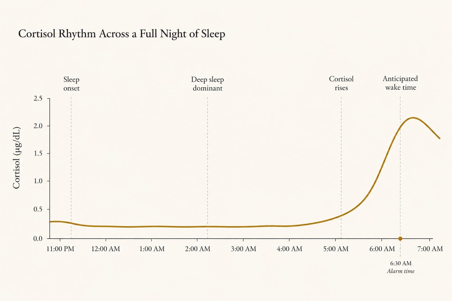 Scientific data visualization of cortisol levels across a full night of sleep, showing the curve rising gradually about one hour before the anticipated wake time and peaking shortly after waking