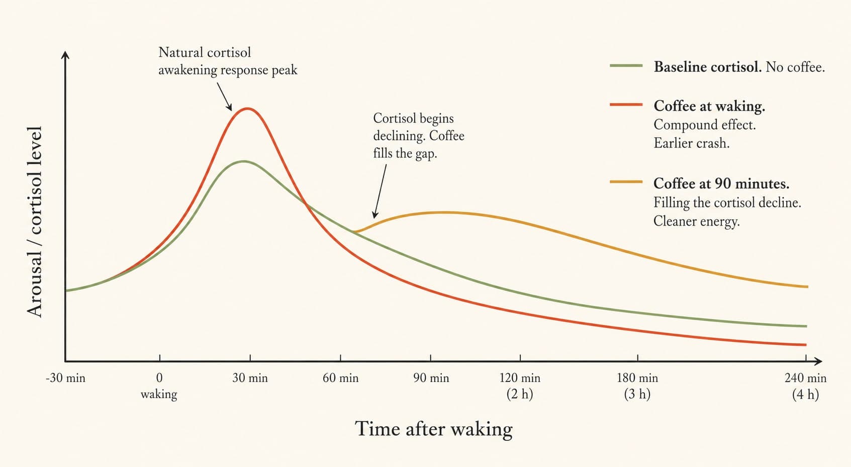 Scientific data visualization showing three scenarios overlaid on the natural morning cortisol curve: a baseline scenario with no coffee showing cortisol peaking 30-45 minutes after waking then declining, a scenario where coffee is consumed immediately on waking causing a compounded spike, and a scenario where coffee is consumed at 90 minutes producing a clean lift after cortisol has declined
