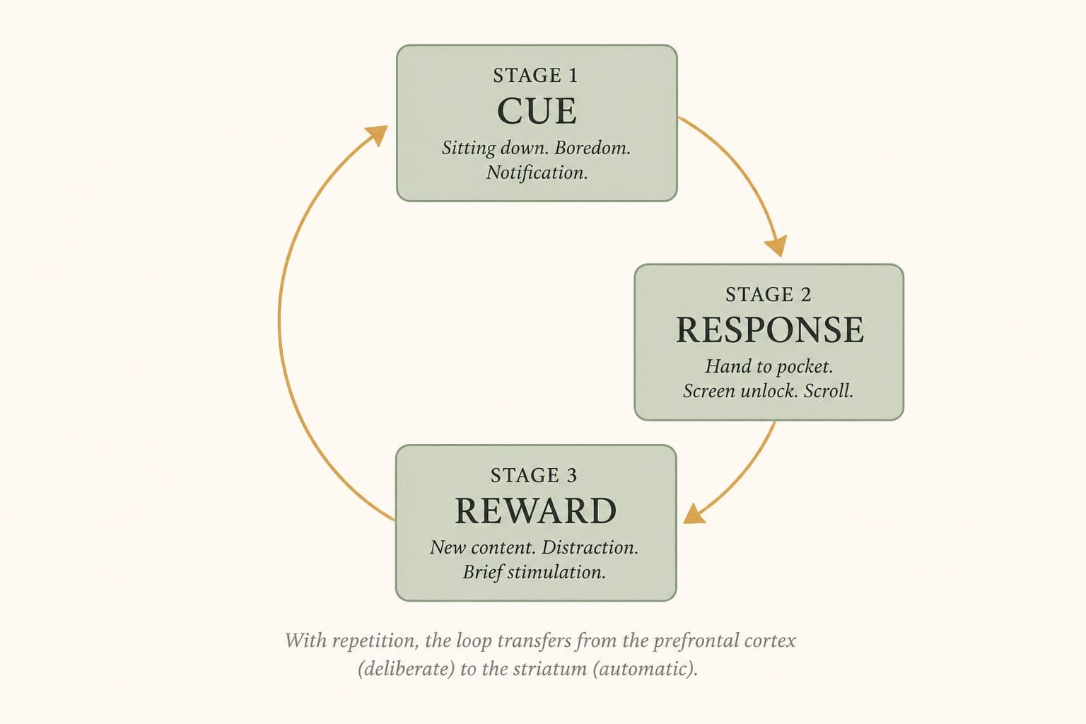 Scientific illustration of the habit loop showing the three-stage cycle of cue, response, and reward, with arrows indicating how repetition transfers control from the prefrontal cortex to the striatum