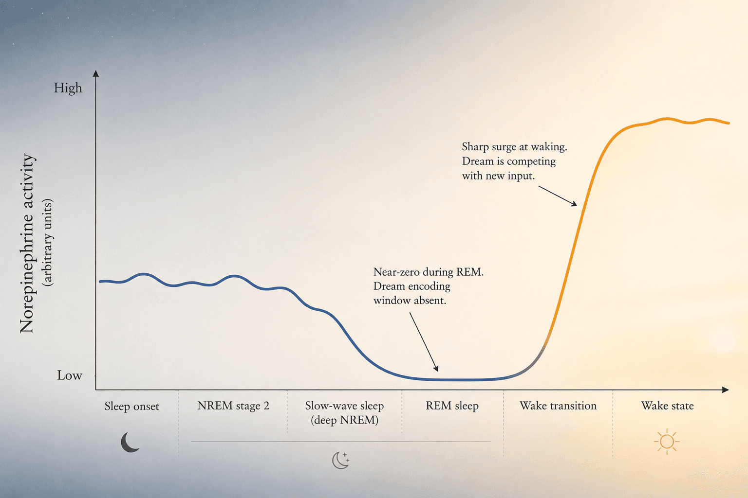 Scientific data visualization showing norepinephrine activity across sleep stages and the wake transition, with low levels during REM sleep and a sharp surge upon waking