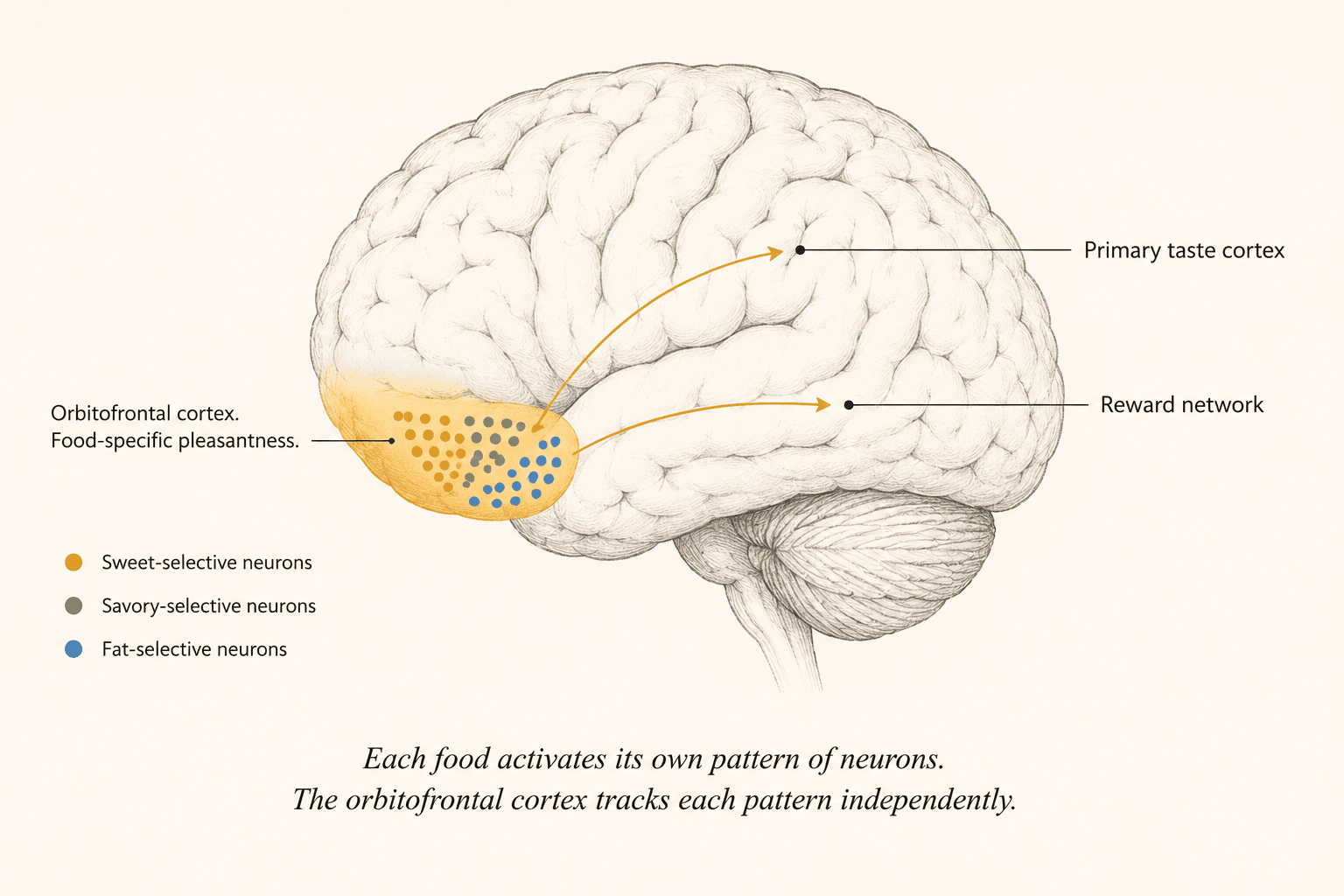 Scientific illustration of the human brain in side profile with the orbitofrontal cortex highlighted in warm amber, showing thin connecting lines to the taste cortex and reward network regions, illustrating how this region tracks pleasantness separately for each food