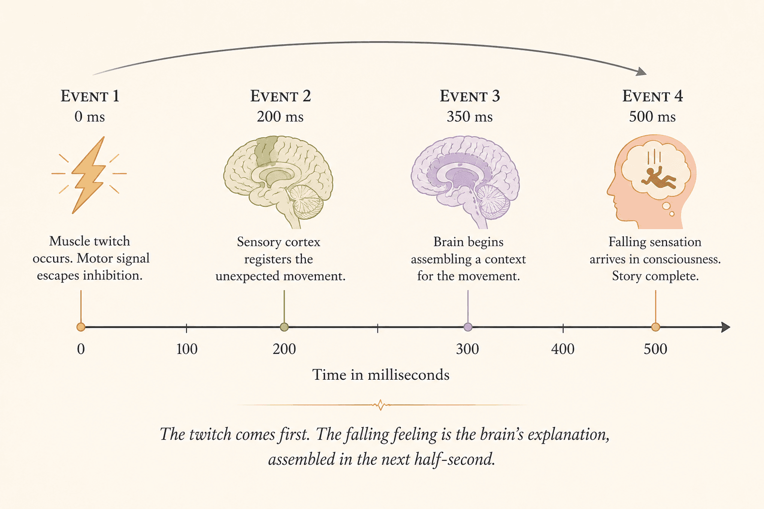 Scientific timeline visualization showing the millisecond-by-millisecond sequence of a hypnic jerk: the muscle twitch happens at time zero, the brain registers the movement around 200 milliseconds later, the brain begins constructing an explanation around 300 milliseconds, and the conscious experience of falling is assembled around 500 milliseconds, all before the person fully wakes