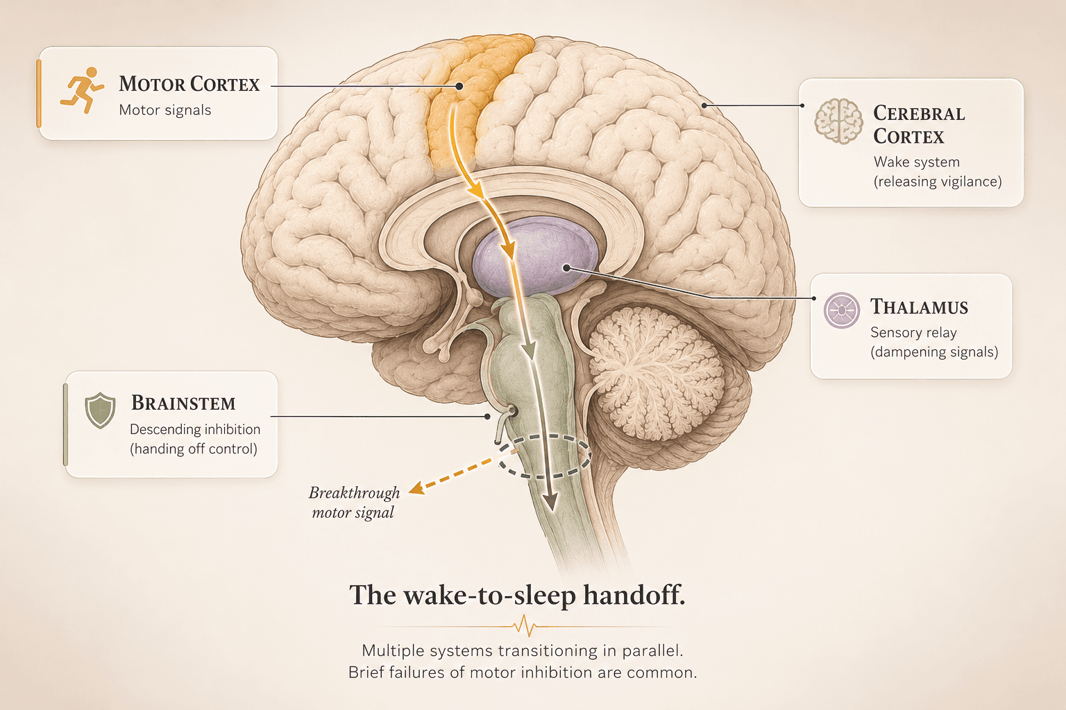 Scientific illustration of the wake-to-sleep transition showing the brain's motor cortex, brainstem motor pathways, and the moment of disinhibition where motor signals briefly escape the descending control system that is supposed to be silencing them