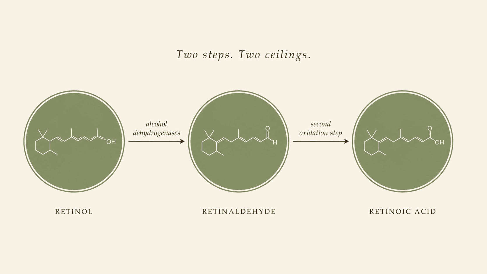 Diagram showing the two-step enzymatic conversion of retinol to retinaldehyde and then to retinoic acid inside skin cells, illustrating why retinol takes months while tretinoin works in weeks