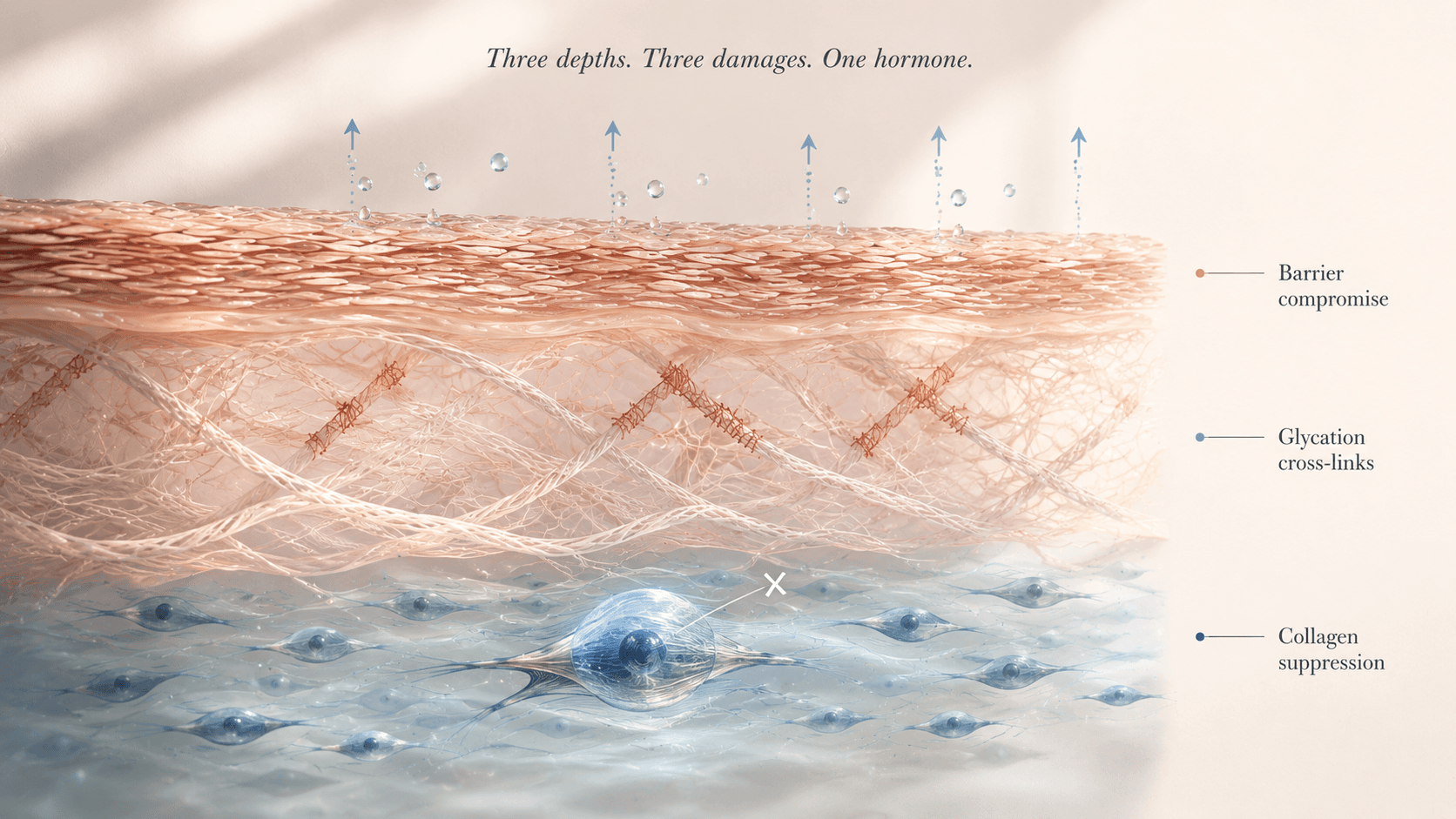 scientific illustration showing a cross section of skin with three parallel damage programs from chronic cortisol elevation: collagen suppression at the fibroblast level in the deep dermis, glycation crosslinking across the collagen matrix, and barrier compromise at the outer epidermis. Editorial illustration in parchment cream, deep indigo, and copper.